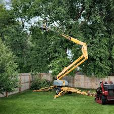 How Our Tree Care Process Works  in South Chicago Heights, IL